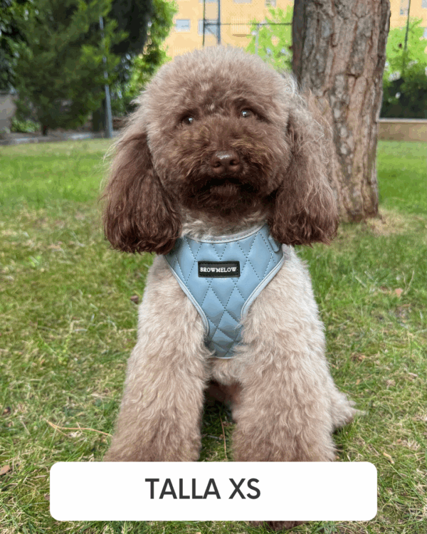 Arnés Cuero Azul - Arnés Elegante para perros - Imagen 3