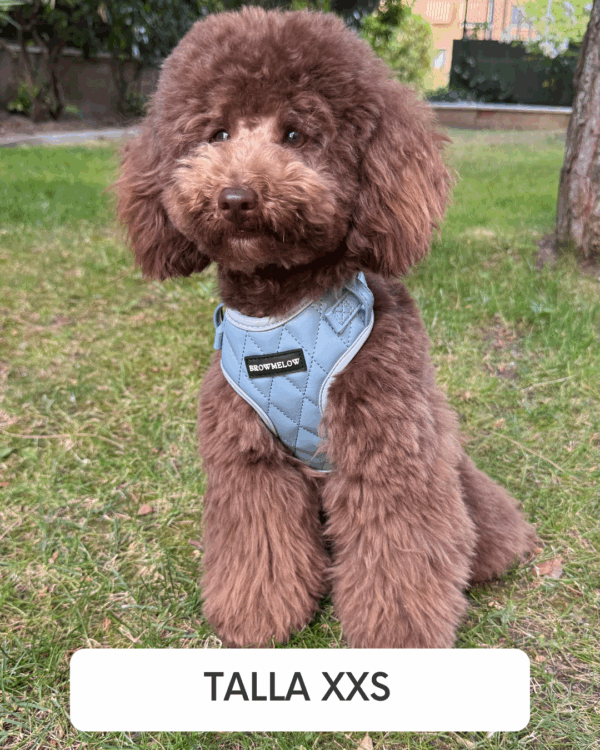 Arnés Cuero Azul - Arnés Elegante para perros - Imagen 2