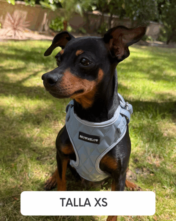 Arnés Cuero Azul - Arnés Elegante para perros - Imagen 4