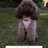 Arnés Cuero Rosa - Arnés Elegante para Perro - Imagen 3