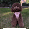 Arnés Cuero Rosa - Arnés Elegante para Perro - Imagen 2
