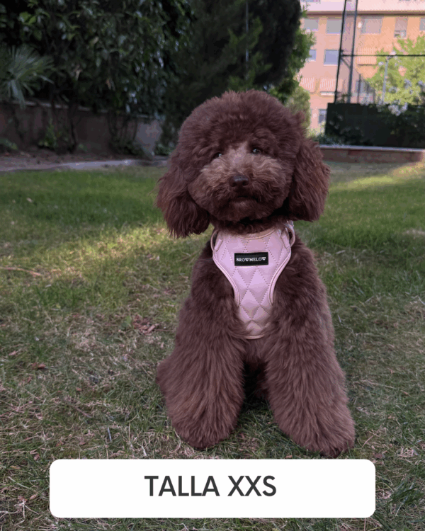 Arnés Cuero Rosa - Arnés Elegante para Perro - Imagen 2