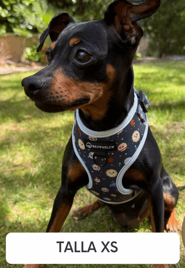 Arnés Planetas - Arnés Divertido para perros - Imagen 4