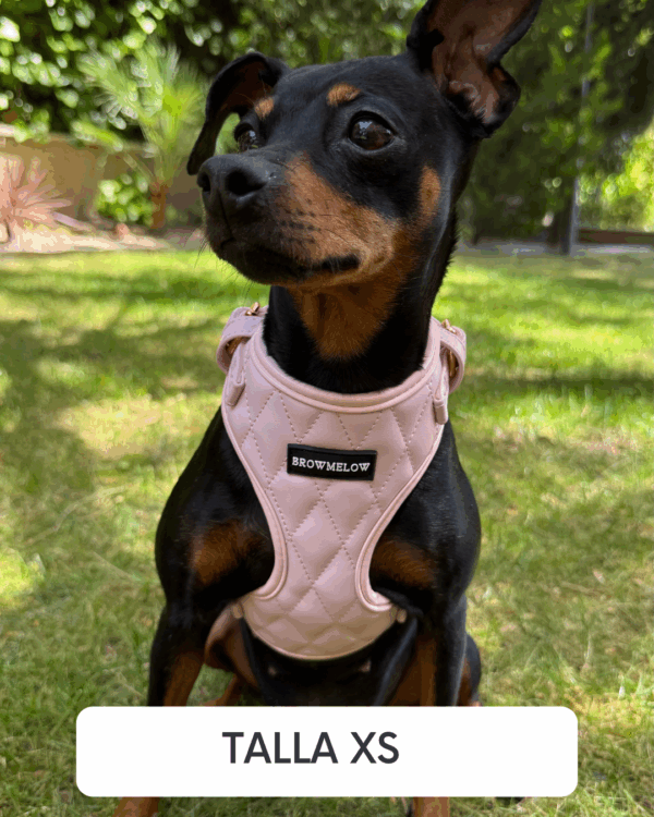 Arnés Cuero Rosa - Arnés Elegante para Perro - Imagen 4