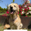 Arnés Cuero Rosa - Arnés Elegante para Perro - Imagen 5