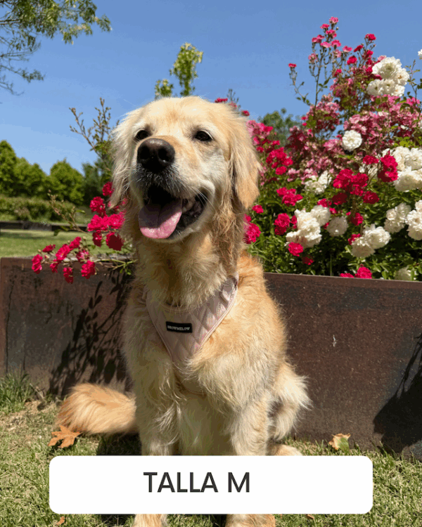 Arnés Cuero Rosa - Arnés Elegante para Perro - Imagen 5