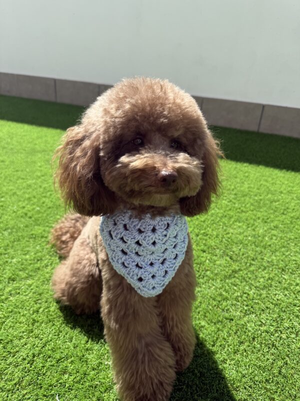 Bandana Crochet - Bandanas para perros - Imagen 5