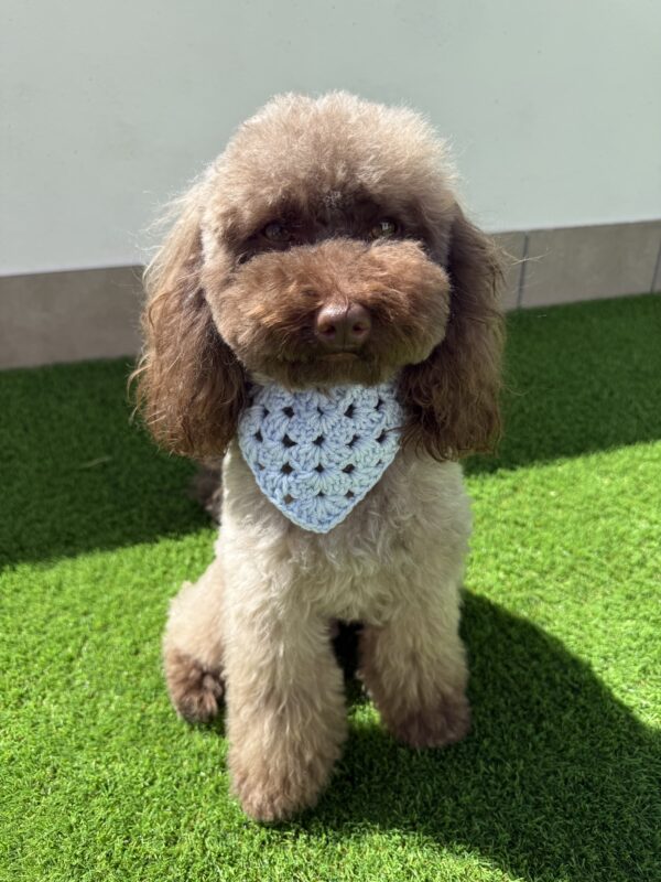 Bandana Crochet - Bandanas para perros - Imagen 4