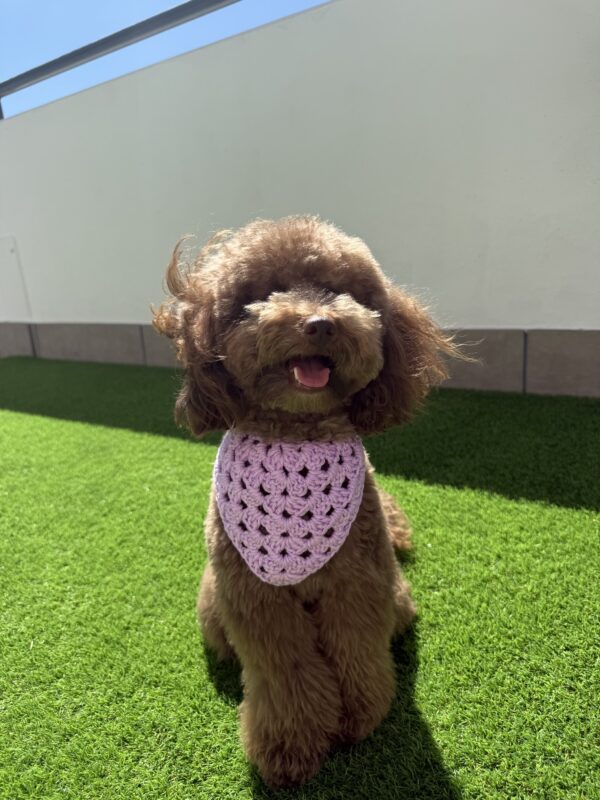 Bandana Crochet - Bandanas para perros - Imagen 9