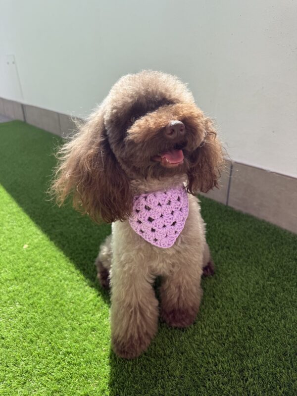 Bandana Crochet - Bandanas para perros - Imagen 8