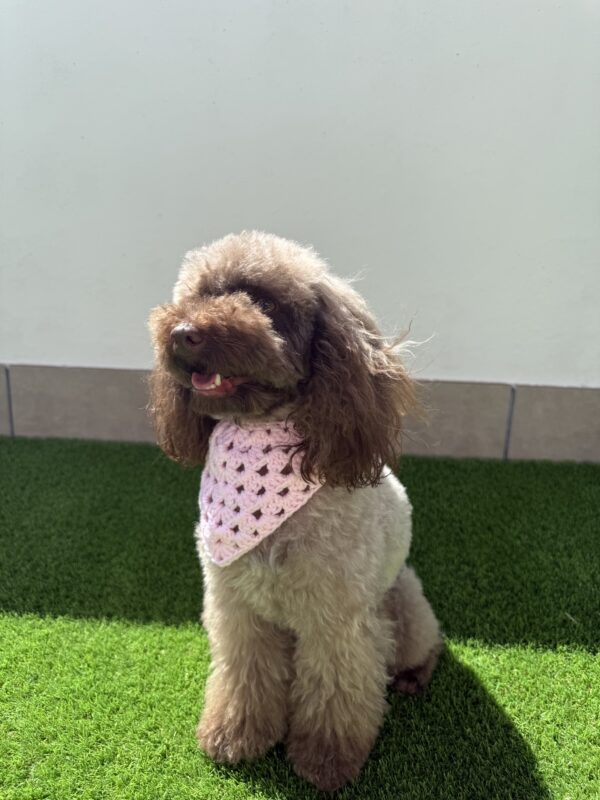 Bandana Crochet - Bandanas para perros - Imagen 7