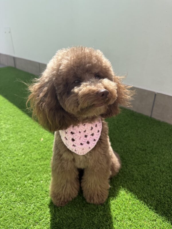 Bandana Crochet - Bandanas para perros - Imagen 6
